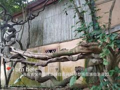 -海南槟榔谷黎苗文化旅游区