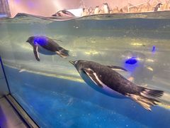 -大连圣亚海洋世界