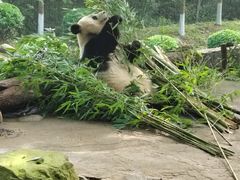 -都江堰中华大熊猫苑