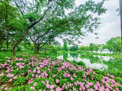 -金银湖国家城市湿地公园