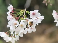 -绵阳盛世樱花悠乐谷