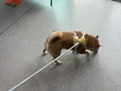 -心仪动物医院·牙专科·肿瘤·心脏科(西客站院)