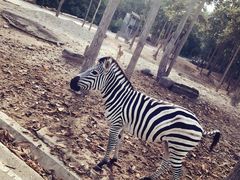 -清迈夜间动物园