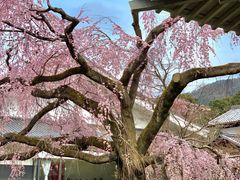 -醍醐寺