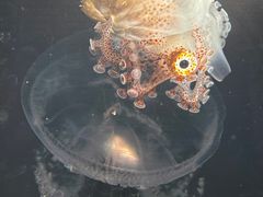 -浙江自然博物院(杭州馆)