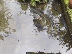 -源泉冷水鱼庄(小鱼洞店)
