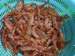 赤米虾-都斛海鲜街