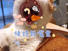 -飞行喵MR PILOT|猫舍·猫咖(静安大融城店)