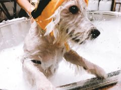 -Oh My Dog宠物沙龙(伊珊娜皮毛护理店)