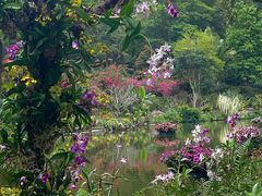 -深圳仙湖植物园