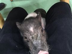 -藦茜花园宠物主题亲子互动体验馆(国顺东路店)