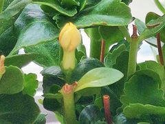 -北京中医药大学东方医院(方庄院区)