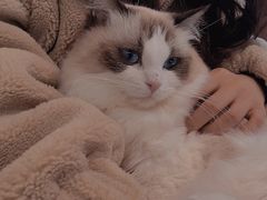 -喵喵咪呀布偶猫咖(春熙路店)