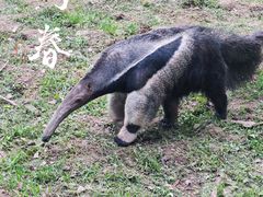 -上海野生动物园