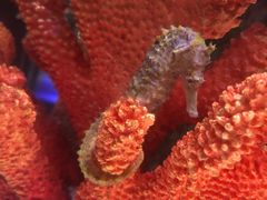 -暹罗海洋世界