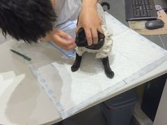 -派特宠物医院(圆融广场店)