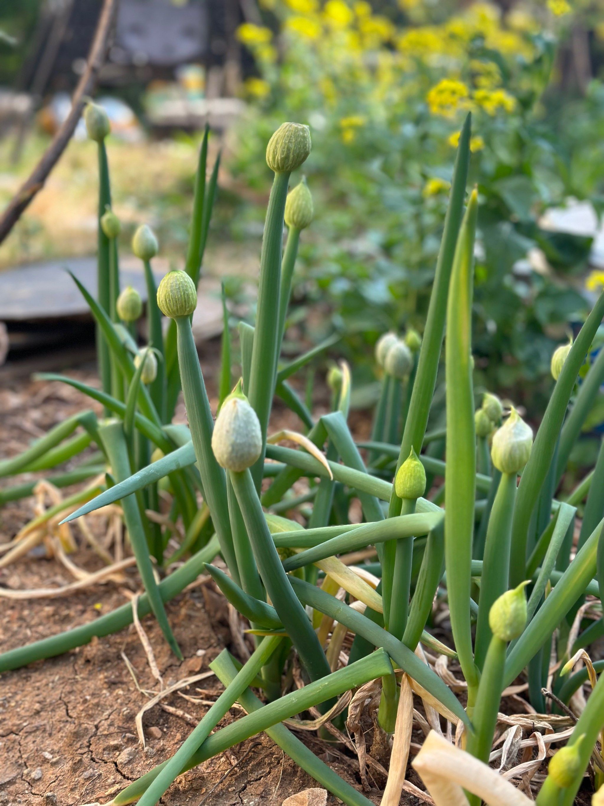 葱也准备开花了?