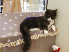 -momokira米努特·德文卷毛猫·棉花面纱犬