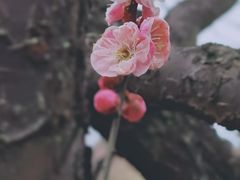 -无锡梅园公园