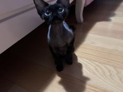 -伟伟宠物医院·CT影像中心·瑞派犬猫综合性门诊(汉口总院)