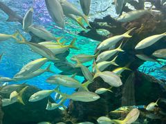 -瑞普利水族馆