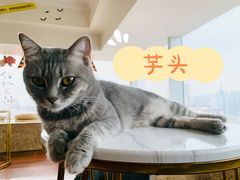 -Catmate·猫肥家润(金润铂宫店)