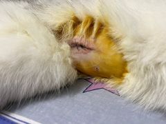 -荔康动物医院(康王北路店)