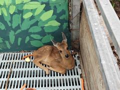 -北京鹿世界主题园