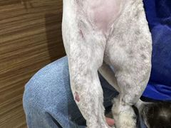 -艾贝尔宠物医院·24H转诊中心·肿瘤猫专科(江宁双龙店)