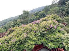 -广州市石门国家森林公园