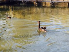 iphone_upload_pic-溱湖国家湿地公园