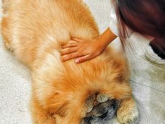 -共舞时光猫咖·狗咖(新街口店)
