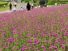 -径山花海