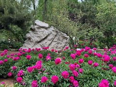 -石家庄市植物园