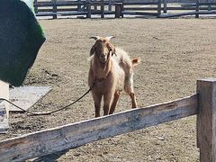 -前小桔亲子创意农场·草莓采摘·露营烧烤