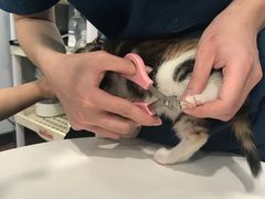 -瑞派动物医院·绝育·犬猫全科·预防医学(光景江南中店)