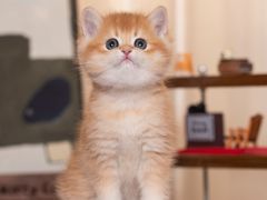 -小猫来了·猫舍(红山六九七九店)