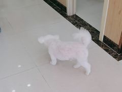 -瑞鹏宠物医院·骨科·猫科·内科(第一中心)