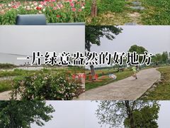 -合肥滨湖国家森林公园