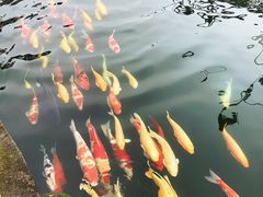 -湖鲜楼