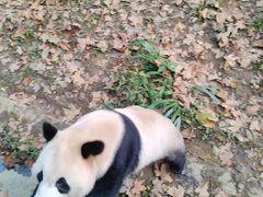 -都江堰中华大熊猫苑