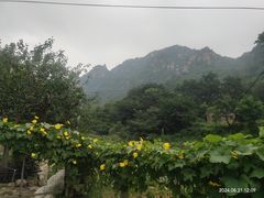 -大岭沟猕猴桃谷风景区
