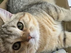-瑞鹏宠物医院·骨科·猫科·内科(第一中心)