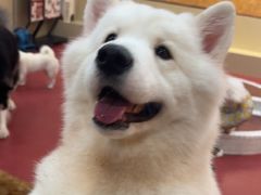 -和它·交个朋友·狗咖猫咖(爱琴海店)