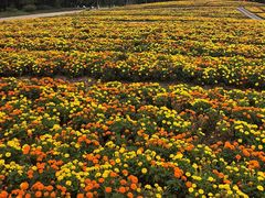 -同里国家湿地公园