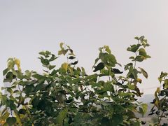 -悦哉·派对·草坪婚礼·围炉煮茶(三圣乡店)