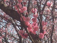 -洛阳市隋唐城遗址植物园
