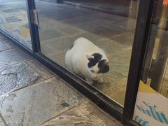 -猫咪博物馆(顶澳仔猫街店)
