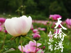 DSC06265-丹东天桥沟景区