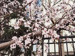 -北京师范大学附属中学